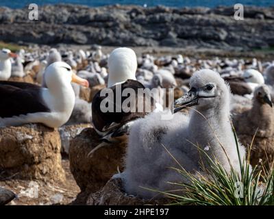 Albatros brun noir, Thalassarche melanophris, nichant avec des poussins sur l'île de Steeple Jason, îles Falkland Banque D'Images