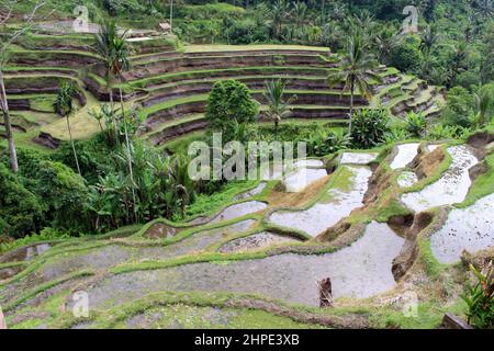 Vider la terrasse de riz Tegallalang à Ubud, Bali en raison d'une pandémie. Prise janvier 2022. Banque D'Images