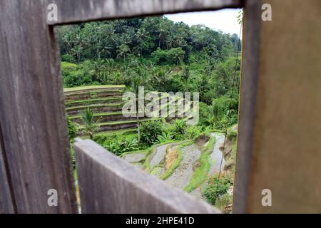 Un coup d'œil sur la terrasse de riz Tegallalang à Ubud, Bali. Prise janvier 2022. Banque D'Images