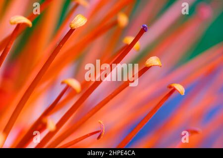 Brownea macrophylla, également connue sous le nom de Mountain Rose Banque D'Images