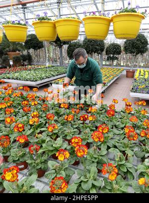 Rostock, Allemagne. 18th févr. 2022. Nico Ewert, employé, s'occupe des primrosiers en fleurs au centre du jardin de Grönfingers. La demande de fleurs hautes en couleur augmente régulièrement en cette saison grise, avec environ 250 000 plantes disponibles dans les semaines à venir. Credit: Bernd Wüstneck/dpa-Zentralbild/ZB/dpa/Alay Live News Banque D'Images