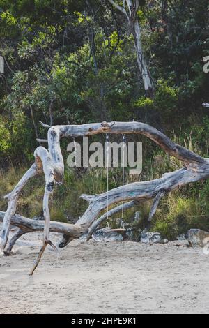 Balançoire rustique attachée à un eucalyptus australien déchu sur la plage, sur les rives rocheuses de la côte de Tasmanie, tiré sur une chaude somme Banque D'Images