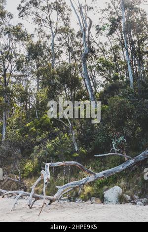 Balançoire rustique attachée à un eucalyptus australien déchu sur la plage, sur les rives rocheuses de la côte de Tasmanie, tiré sur une chaude somme Banque D'Images