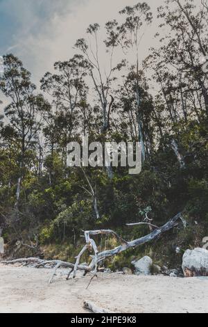 Balançoire rustique attachée à un eucalyptus australien déchu sur la plage, sur les rives rocheuses de la côte de Tasmanie, tiré sur une chaude somme Banque D'Images