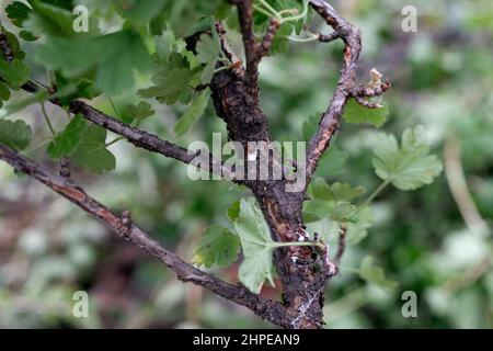 Tige de plante fortement infestée par les insectes de l'échelle coccoidea sur fond naturel, foyer sélectif Banque D'Images