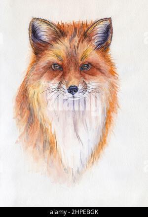 Portrait de renard rouge. Illustration aquarelle de l'illustration. Animal dessiné à la main sur blanc Banque D'Images