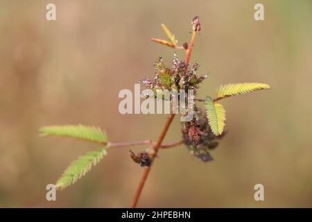 Shameplant ou touchez-moi pas plante Fermer autre nom est Mimosa pudica Banque D'Images