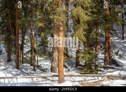 La beauté naturelle de l'hiver à Fraser, Colorado. Sentier du fleuve Fraser Banque D'Images