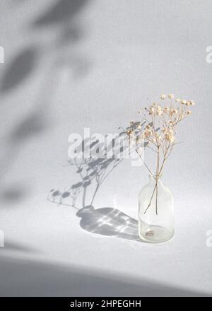 Fleurs séchées de souffle de bébé dans un vase avec ombre de feuillage. Modèle de maquette d'été minimal avec espace de copie. Banque D'Images