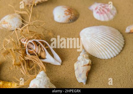 Composition coquillages, galets, maquette sur fond de sable. Vie marine encore, plat. Mer été vacances concept de voyage tourisme et stations. Banque D'Images