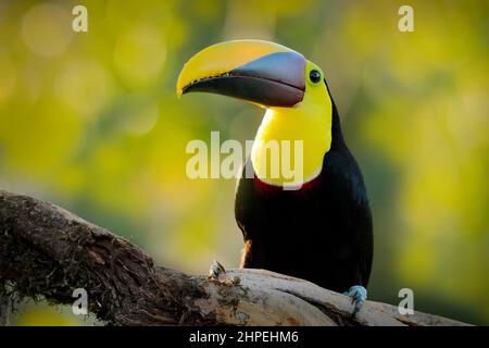 Oiseau avec une grosse facture. Saison des pluies en Amérique. Toucan en châtaignier et mandibré, assis sur la branche sous la pluie tropicale avec fond vert de jungle. Scène de la faune Banque D'Images