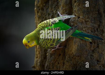 Budgerigar, Melopsittacus undulatus, perroquet vert-jaune à longue queue, près du trou de nid de l'arbre. Joli petit oiseau dans l'habitat. Perroquet dans le Banque D'Images