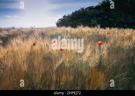 Coquelicots dans un champ de blé Banque D'Images