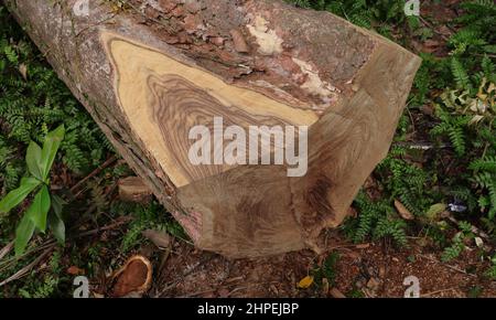 Gros plan d'une portion coupée d'un grand arbre de tige d'un bois de Nandu Banque D'Images