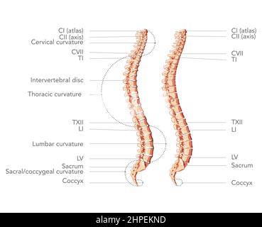 Colonne vertébrale humaine dans la vue latérale avec les parties principales étiquetées, avec et sans disque intervertébral. Illustration vectorielle réaliste et plate dans des couleurs naturelles, dos isolé sur fond blanc. Illustration de Vecteur