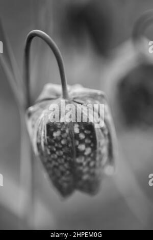 Une seule fleur fritillaire à tête de serpent dans la lumière du soir avec un arrière-plan flou - photo noir et blanc. Banque D'Images