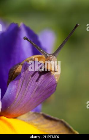 Magnifique escargot de jardin attrapant la lumière du soleil du matin gros plan sur une fleur d'iris pourpre en pleine floraison. Nature sauvage au printemps dans Norfolk Angleterre Banque D'Images