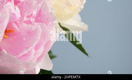 La pluie d'eau tombe sur les fleurs de pivoine fleur de printemps, fleur florale de pivoine. Flore botanique humide au printemps. Inflorescence paeonia couleur pastel. Bouquet. Rosée ou gouttes de pluie sur les pétales humides du printemps. Gouttelettes Banque D'Images