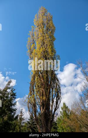 Populus nigra Italica Lombardie Poplar, arbre à feuilles caduques de la famille des Salicaceae. Banque D'Images