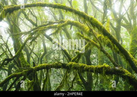 Arbres mousseux dans la forêt nuageuse à feuilles persistantes du parc national de Garajonay, la Gomera, îles Canaries, Espagne. Banque D'Images