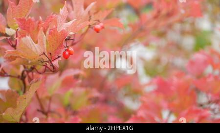 Feuilles de rose de guelder d'automne rouge, feuille de baies de viburnum sauvage dans la forêt pluvieuse ou les bois. Feuilles mouillées en septembre, octobre ou novembre. Feuillage saisonnier dans les bois humides. Petites gouttes d'eau ou gouttelettes d'eau Banque D'Images