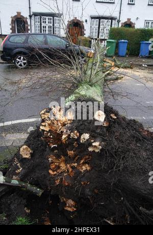 Une voiture endommagée par un arbre tombé après des vents violents et un temps humide à Liverpool, alors que les Britanniques ont été avertis de se préparer à renforcer les vents et à pleurer les pluies, alors que Storm Franklin se déplaçait dans la nuit, quelques jours seulement après que Storm Eunice ait détruit des bâtiments et laissé 1,4 millions de maisons sans électricité. Date de la photo: Lundi 21 février 2022. Banque D'Images