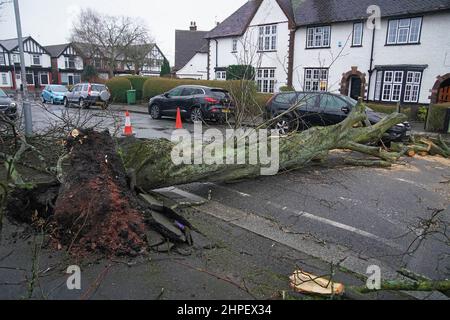 Une voiture endommagée par un arbre tombé après des vents violents et un temps humide à Liverpool, alors que les Britanniques ont été avertis de se préparer à renforcer les vents et à pleurer les pluies, alors que Storm Franklin se déplaçait dans la nuit, quelques jours seulement après que Storm Eunice ait détruit des bâtiments et laissé 1,4 millions de maisons sans électricité. Date de la photo: Lundi 21 février 2022. Banque D'Images