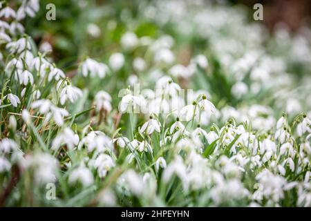 Une abondance de gouttes de neige qui s'accroît dans la campagne du Sussex Banque D'Images