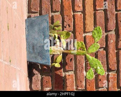 Une poire piqueuse, cactus aux épines dans un pot et sur fond de briques orange exposées. Banque D'Images