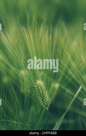 Épis de blé vert non mûrs dans le champ de plantation cultivé, foyer sélectif Banque D'Images