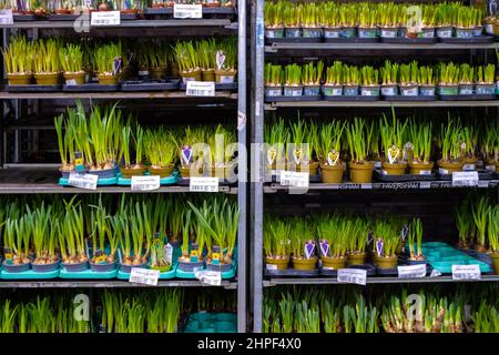 Moscou. Russie. 20 février 2022. Plantules de fleurs dans des pots sur une étagère dans un magasin de jardinage. Fleurs. Jeunes pousses vertes de plantes dans des pots dans un magasin. Banque D'Images