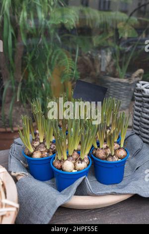 Bulbes et pousses fraîches de jacinthe de raisin ou de fleurs de Muscari dans des pots dans la boutique de fleurs. Achat de plantes de printemps pour la maison et lit de fleur concept. Mise au point douce et sélective Banque D'Images