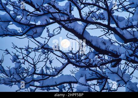 Lune pendant une nuit d'hiver enneigée avec de la neige sur les branches de l'arbre à Melton, Woodbridge, Suffolk, Angleterre. Banque D'Images