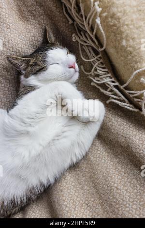 Mignon jeune chat domestique dort détendu et heureux sur doux jeté confortable sur le lit.Concept de chats endormis heureux et décontractés.Gros plan, mise au point sélective, espace de copie Banque D'Images