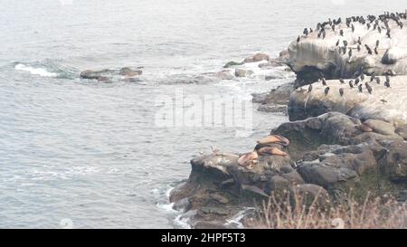 Troupeau de cormorans à double crête, colonie d'oiseaux noirs, phoques ou lions de mer, rochers au bord de l'eau de l'océan, faune de la crique de la Jolla, côte californienne, États-Unis. Animal aviaire, faune dans l'habitat naturel ou liberté sur la falaise Banque D'Images