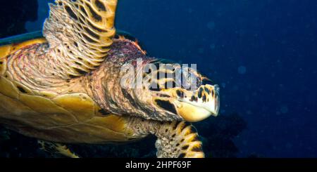 Tortue des mers, Eretmochelys imbricata, Coral Reef, Atoll d'Ari du Sud, Maldives, Océan Indien, Asie Banque D'Images