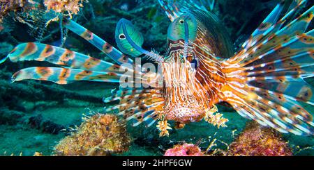 Lionfish rouge, volitans Pterois, Coral Reef, South Malé Atoll, Maldives, Océan Indien, Asie Banque D'Images