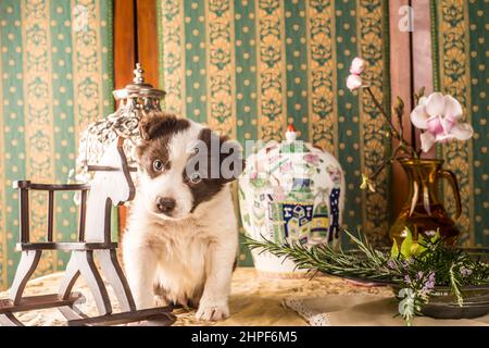 Joli chien de compagnie de bordure collie dans une maison avec la décoration art déco, vintage encore la vie. Banque D'Images