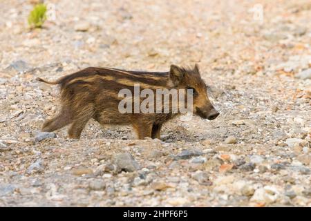 Wild Boar (sus scrofa), cub debout au sol, Campanie, Italie Banque D'Images