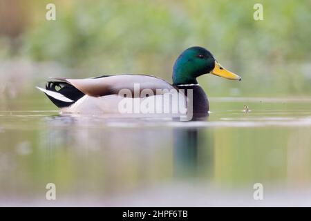 Mallard (Anas platyrhynchos), vue latérale d'un homme adulte nageant dans l'eau, Campanie, Italie Banque D'Images