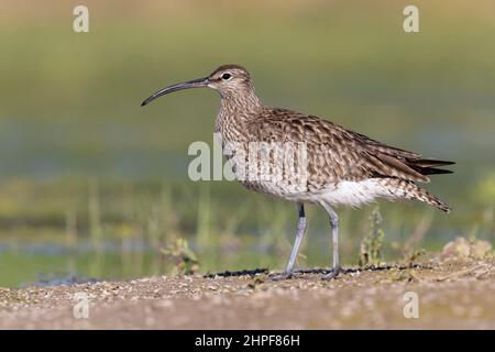 Whimrel eurasien (Numenius phaeopus), vue latérale d'un adulte debout sur le sol, Campanie, Italie Banque D'Images