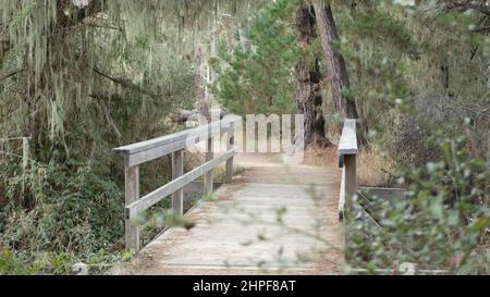 Sentier en forêt ou en bois, sentier de randonnée ou espace pour les pieds dans un bosquet ou une forêt, point Lobos, Californie États-Unis.Chemin ou passerelle.Pins conifères, mousse de lichen en dentelle suspendue.Passerelle ou pont en bois. Banque D'Images