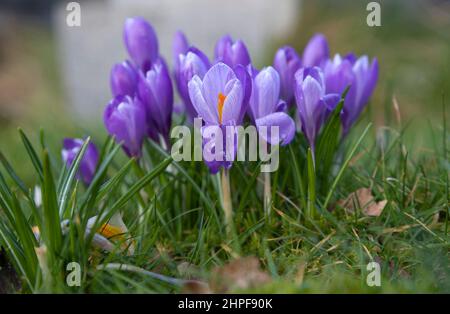 Crocus fleuri de printemps naturalisé dans l'herbe. Banque D'Images