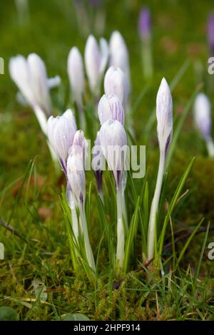 Crocus fleuri de printemps naturalisé dans l'herbe. Banque D'Images