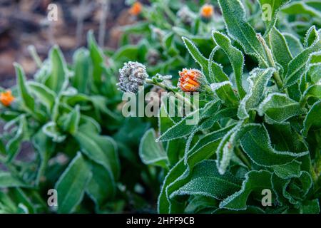 Fleurs et feuilles d'orange dans le givre lors d'un jour d'automne gelé. Photo en gros plan des fleurs congelées. Banque D'Images