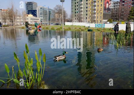 Milan, Italie dans l'étang de la Biblioteca degli Alberi Park, piazza Gae Aulenti, une paire de canards allemands (Anas platyrhynchos). Banque D'Images