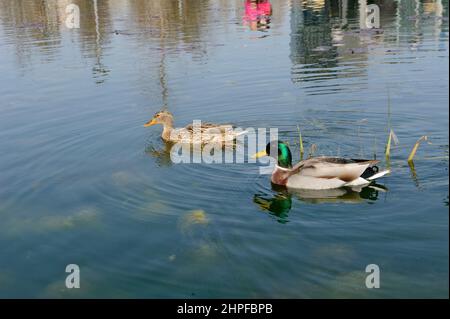 Milan, Italie dans l'étang de la Biblioteca degli Alberi Park, piazza Gae Aulenti, une paire de canards allemands (Anas platyrhynchos). Banque D'Images