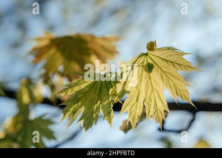 Le premier ressort laisse doucement se défurquer sur l'arbre Banque D'Images