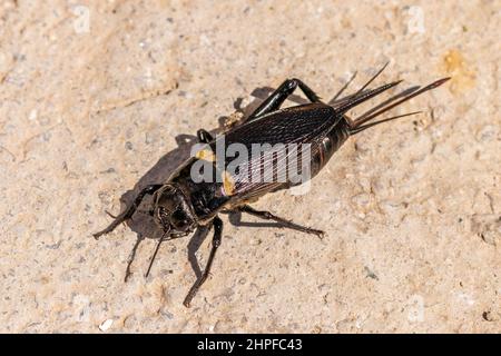 Gryllus bimaculatus, cricket de campagne méditerranéen Banque D'Images