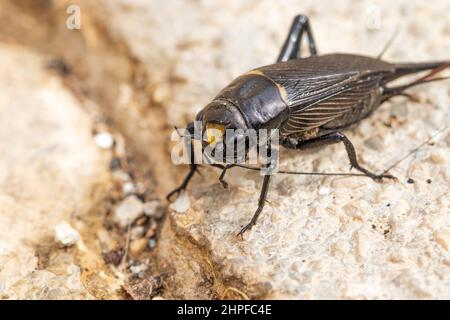 Gryllus bimaculatus, cricket de campagne méditerranéen Banque D'Images